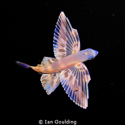 Juvenal Flying Fish captured on a black water dive in 100... by Ian Goulding 